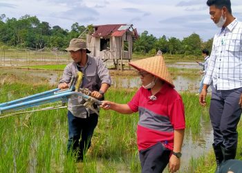 Swasembada Pangan | Bupati Mukomuko Tinjau Langsung Sawah Masyarakat