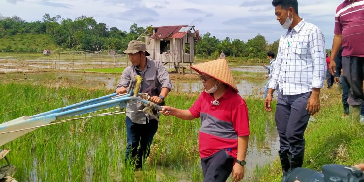 Swasembada Pangan | Bupati Mukomuko Tinjau Langsung Sawah Masyarakat