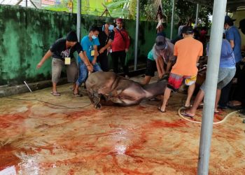 Masjid Darussalam Medan Jaya laksanakan Pemotongan Hewan Kurban dengan tetap memperhatikan Prokes