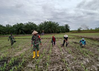 Babinsa Koramil 428-01/Mukomuko Bersama Masyarakat Buat Kebun Jagung Dalam Meningkatkan Program Ketahanan Pangan