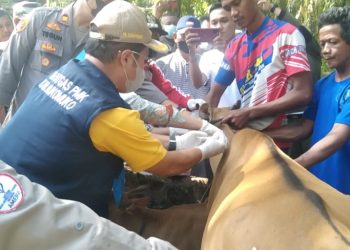 Antisipasi Ternak Mati Akibat PMK, Bupati Mukomuko Langsung Suntikan Vaksin Kepada Hewan Terpapar PMK di Desa Pondok Makmur