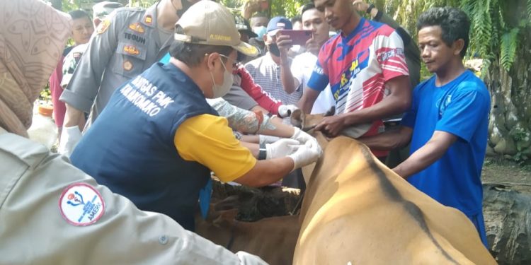 Antisipasi Ternak Mati Akibat PMK, Bupati Mukomuko Langsung Suntikan Vaksin Kepada Hewan Terpapar PMK di Desa Pondok Makmur