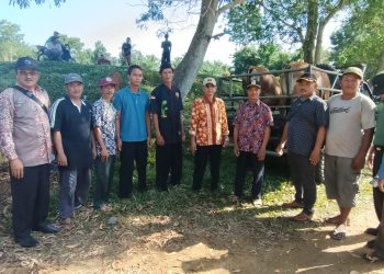 Lanjutan Ketahanan Pangan, Pemdes Tanjung Jaya Serahkan Sapi Kepada Kelompok Masyarakat (Pokmas)