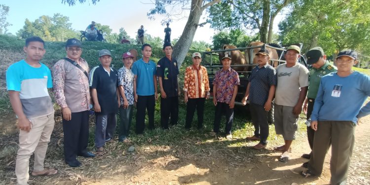 Lanjutan Ketahanan Pangan, Pemdes Tanjung Jaya Serahkan Sapi Kepada Kelompok Masyarakat (Pokmas)