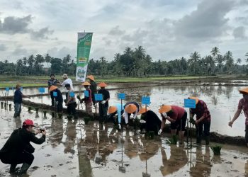 Tingkatkan Program Ketahan Pangan, Pemdes Pasar Baru Gelar Tanam Raya Bibit Padi