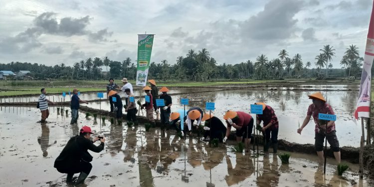 Tingkatkan Program Ketahan Pangan, Pemdes Pasar Baru Gelar Tanam Raya Bibit Padi