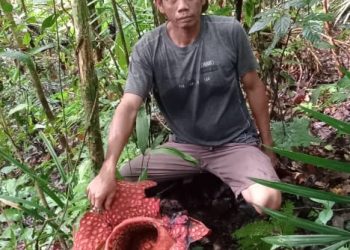 Malin Deman, Ikon Bengkulu Bunga Raflesia Ditemukan Seorang Pemancing di Hutan TNKS