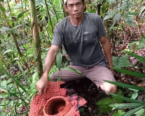 Malin Deman, Ikon Bengkulu Bunga Raflesia Ditemukan Seorang Pemancing di Hutan TNKS