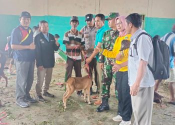 Ketahanan Pangan Hewani, Pemdes Pasar Ipuh Bagikan 102 Ekor Kambing