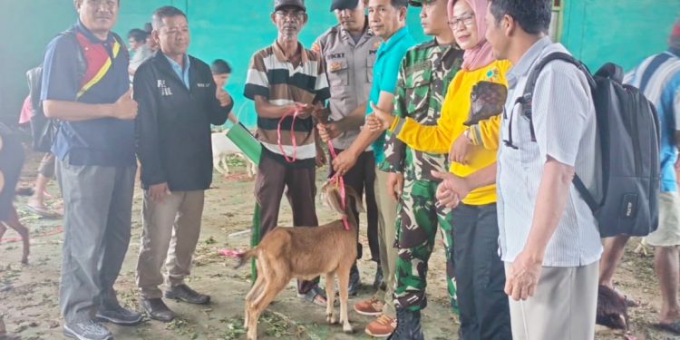 Ketahanan Pangan Hewani, Pemdes Pasar Ipuh Bagikan 102 Ekor Kambing