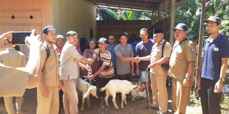 Ketahanan Pangan Hewani, Pemdes Gajah Makmur Bagikan Kambing dan Bibit Lele Kepada Pokmas 