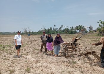 Akibat Kemarau, 260 Hektare Sawah di Pasar Ipuh Mengalami Kekeringan