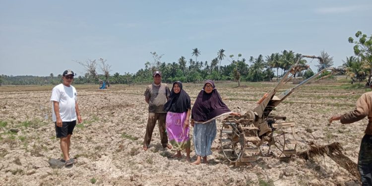 Akibat Kemarau, 260 Hektare Sawah di Pasar Ipuh Mengalami Kekeringan