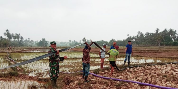 Babinsa Koramil 428-02/ Ipuh Bantu Petani Pompanisasi Atasi Kekeringan Persawahan di Desa Pasar Ipuh
