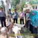 Desa Manunggal Jaya Meningkatkan Ketahanan Pangan Hewani Melalui Bantuan Ke Kelompok Tani