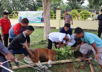 Idul Adha 1445 Hijriah, Polres Mukomuko Laksanakan Pemotongan Hewan Kurban