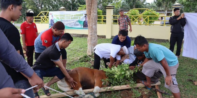Idul Adha 1445 Hijriah, Polres Mukomuko Laksanakan Pemotongan Hewan Kurban