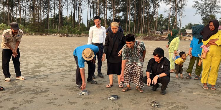 Calon Wakil Gubernur Bengkulu Meriani Tunjukkan Kepedulian terhadap Lingkungan dengan Lepas Anak Penyu