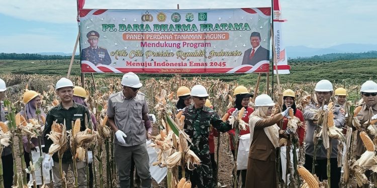 PT Daria Dharma Pratama Laksanakan Panen Perdana Jagung, Dukung Asta Cita Presiden Menuju Indonesia Emas 2025